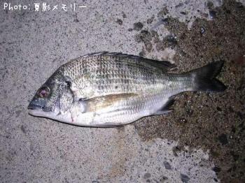 カイズ