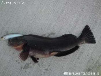アイナメ
