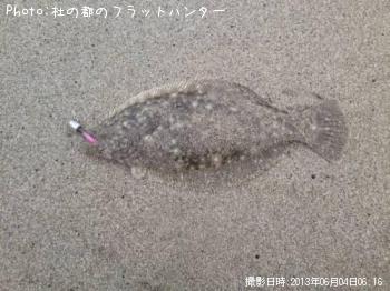 ヒラメ