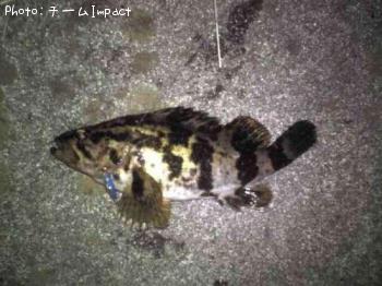 タケノコメバル
