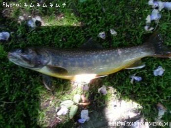 イワナ