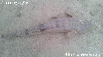 マゴチ