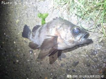 メバル