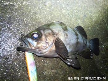 メバル