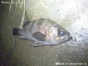 メバル