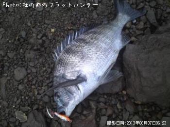 クロダイ