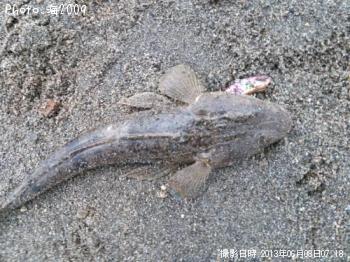 マゴチ