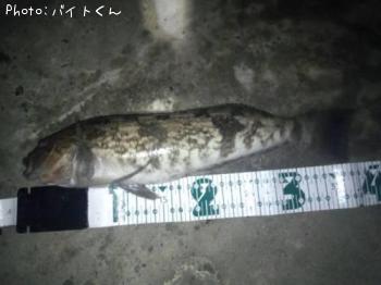 アイナメ
