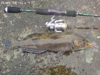 アイナメ