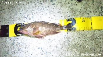 カサゴ