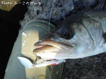 シーバス