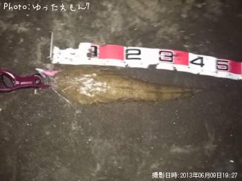 マゴチ