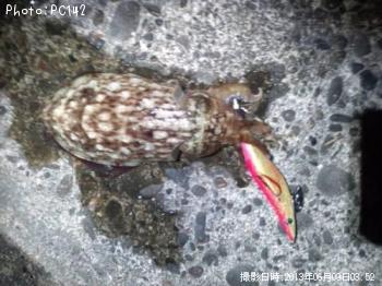 コウイカ