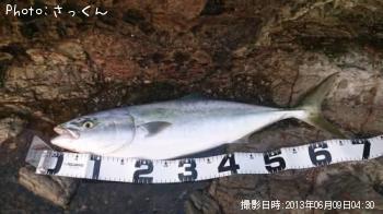 饵