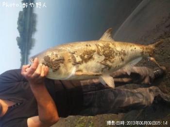 ハクレン