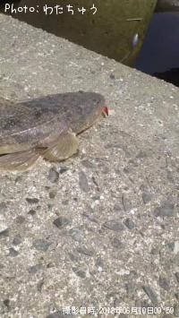 マゴチ