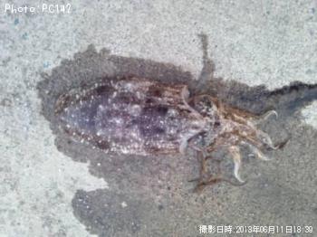 コウイカ