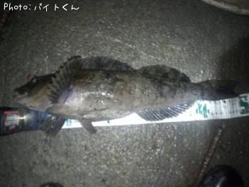 アイナメ