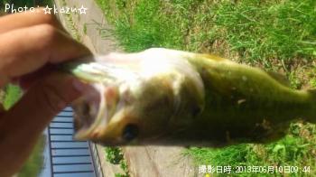 ブラックバス