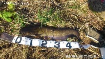 ナマズ