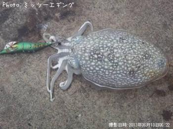 シリヤケイカ