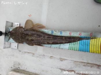 マゴチ