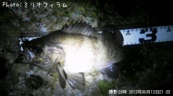 メバル