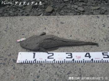 マゴチ