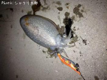 シリヤケイカ