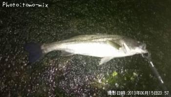 シーバス