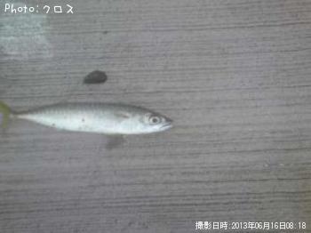 サバ