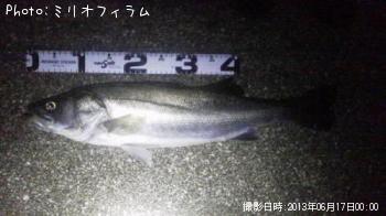 シーバス
