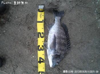 クロダイ