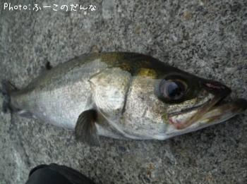 シーバス