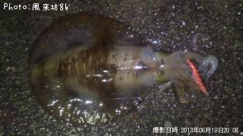 アオリイカ