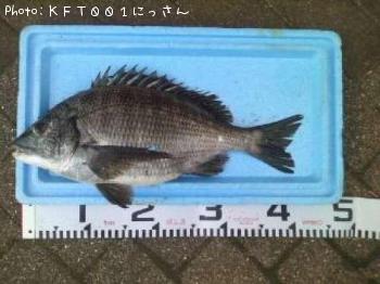 クロダイ