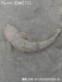 ޥ