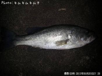 ブラックバス