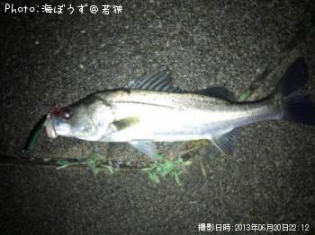 シーバス