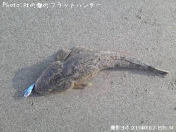 マゴチ