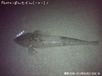 マゴチ