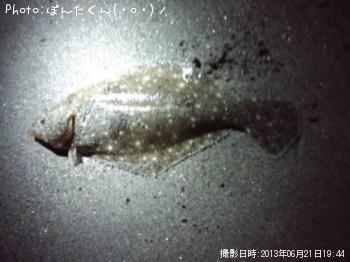 ヒラメ