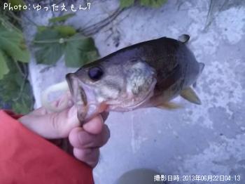 ブラックバス