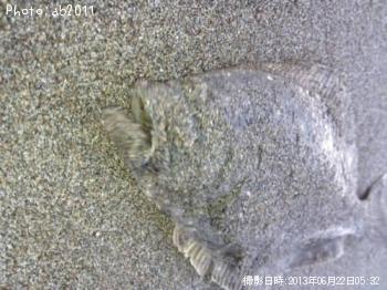 ソゲ
