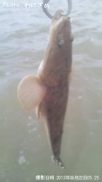 マゴチ
