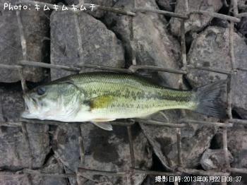 ブラックバス