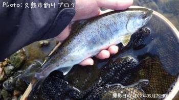 ヤマメ
