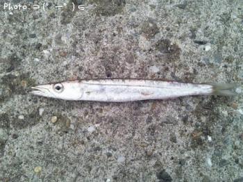 ޥ