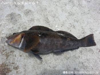 アイナメ