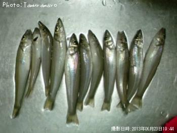 シロギス